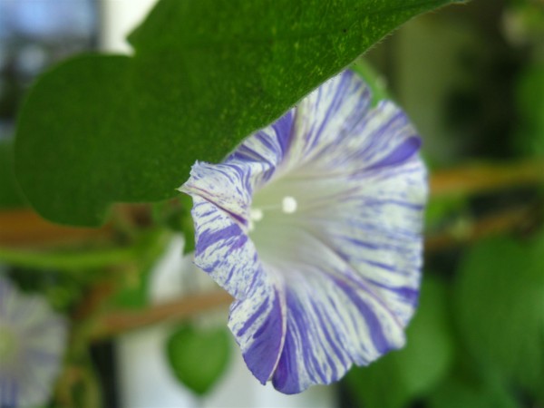 20250923 - Ipomoea purpurea 'Carnevale di Venezia'- 03.jpg