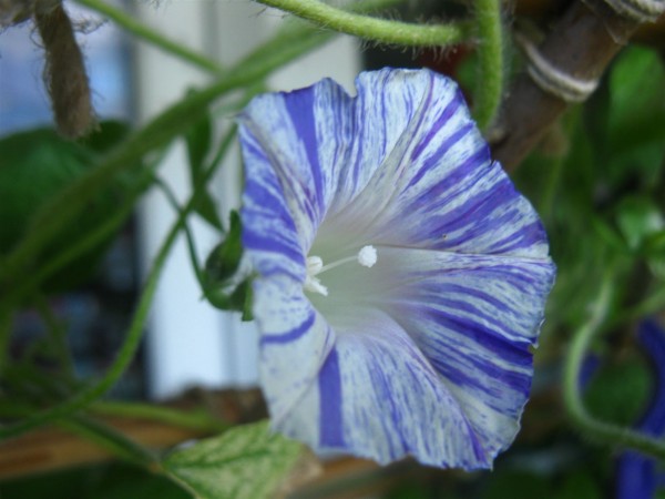 20250923 - Ipomoea purpurea 'Carnevale di Venezia'- 04.jpg