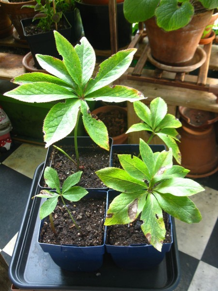 20250928 - Helleborus - 01.jpg