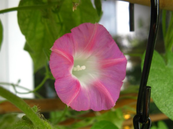 20250929 - Ipomoea purpurea 'Carnevale di Venezia'- 06.jpg