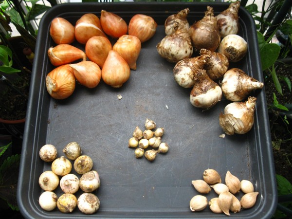 20251011 - Springbulbs 2026 - 01.jpg