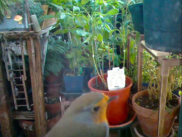 20251024 - Erithacus rubecula - 01.jpg
