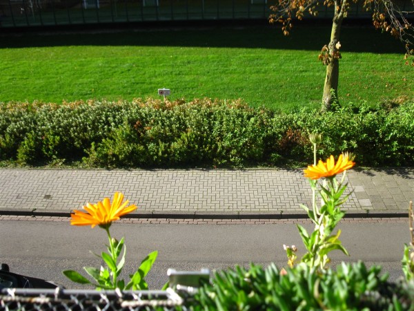 20251105 - Calendula officinalis - 08.jpg