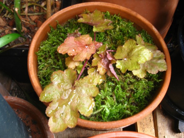 20251115 - Heuchera meristem - 01.jpg