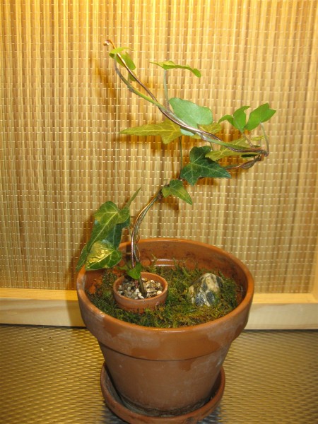 20251117 - Ivy 'bonsai' - 01.jpg