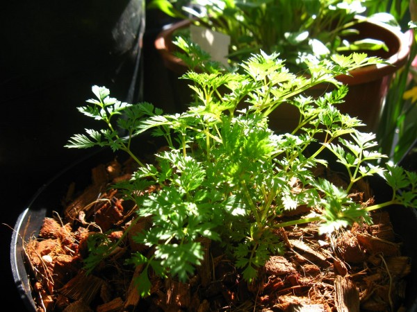 202520409 - Aruncus aethusifolius - 02.jpg