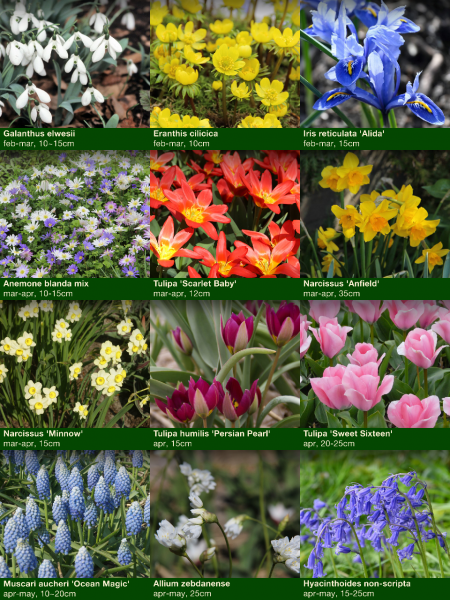 2025 springbulb selection.png