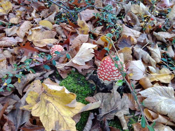 20201027 - Amanita muscaria - 01.jpg