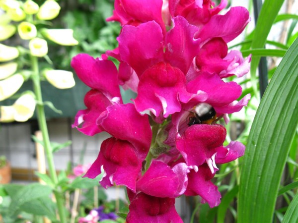 20220521 - Antirrhinum - 04.jpg