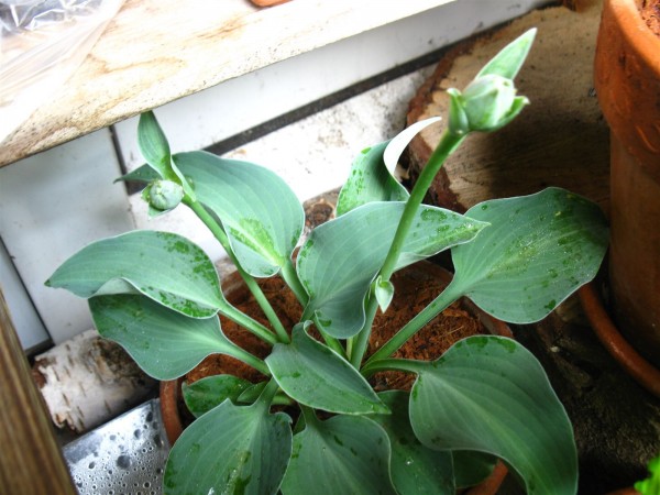 20220521 - Hosta 'Blue Cadet' - 02.jpg