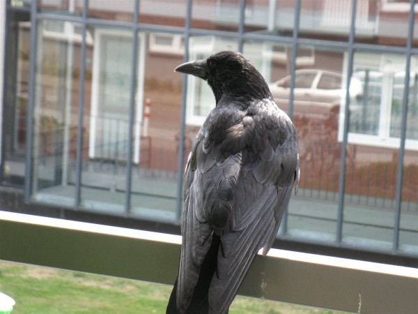 20220603 - Corvid - 06.jpg