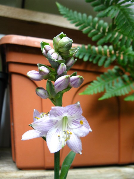 20220609 - Hosta 'Blue Cadet' - 03.jpg