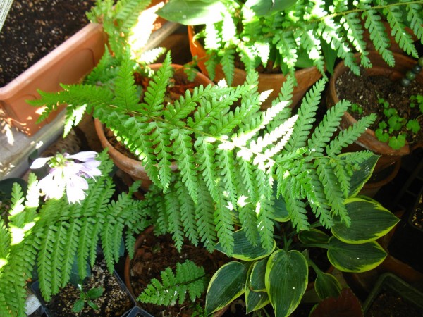 20220620 - ferns - 02.jpg