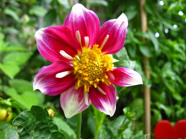 20220621 - Dahlia - 03.jpg