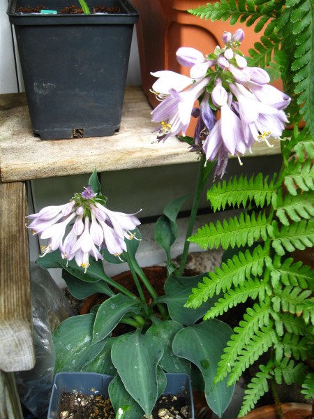 20220621 - Hosta 'Blue Cadet' - 04.jpg