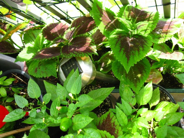 20220624 - Coleus - 07.jpg