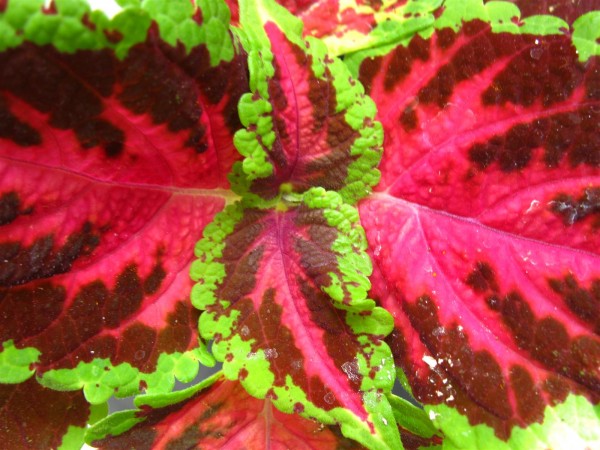 20220624 - Coleus - 09.jpg