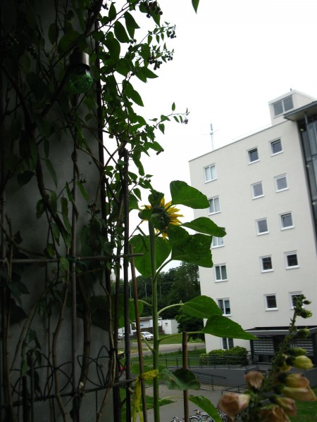 20220626 - sunflower - 03.jpg