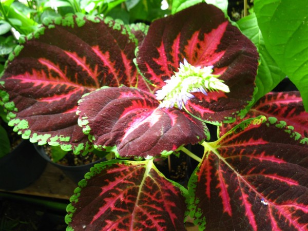 20220826 - Coleus - 13.jpg