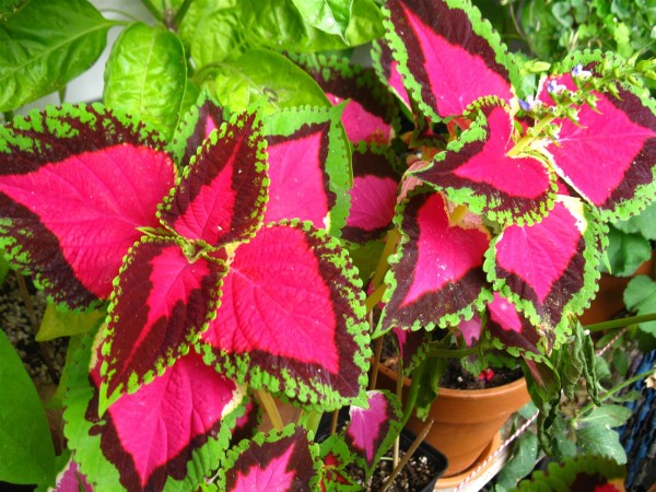 20220923 - Coleus - 14.jpg