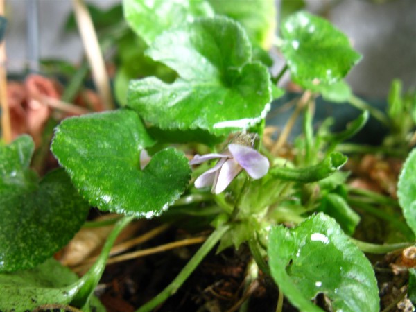 20230225 - Viola odorata - 01.jpg