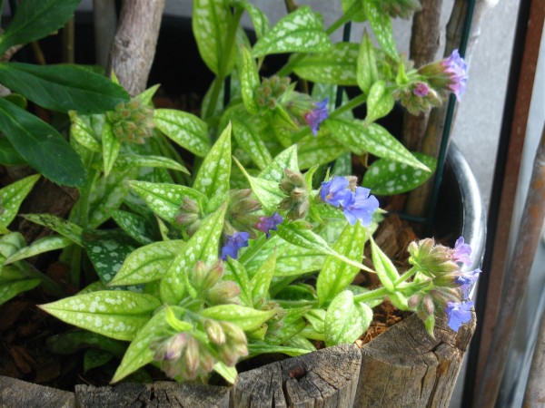 20230325 - Pulmonaria - 02.jpg