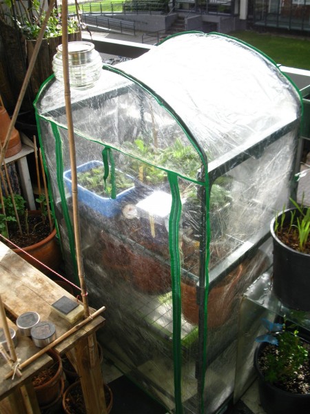 20230330 - greenhouse - 01.jpg