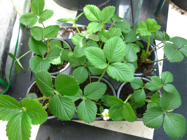 20230415 - Fragaria ostara - 01.jpg