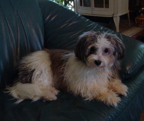 ziggie-on-couch-2.jpg