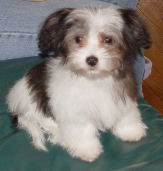 ziggy-4mos.jpg